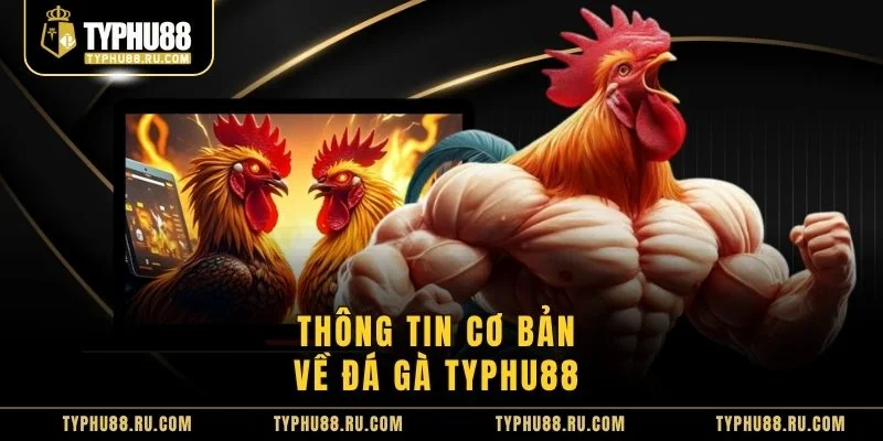 Thông tin cơ bản về đá gà TyPhu88
